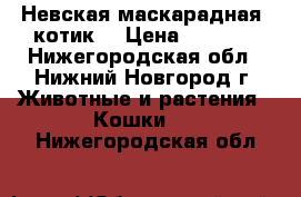 Невская маскарадная (котик) › Цена ­ 3 000 - Нижегородская обл., Нижний Новгород г. Животные и растения » Кошки   . Нижегородская обл.